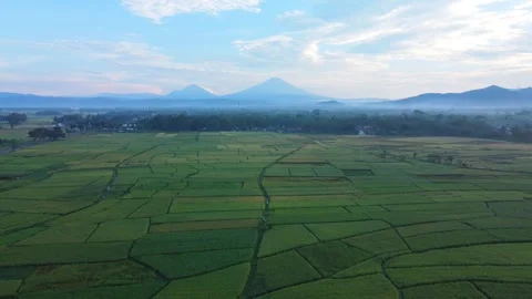 Rice Farming Stock Footage 274697097