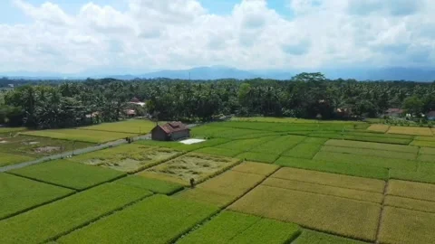 Rice Farming Stock Footage 274698043