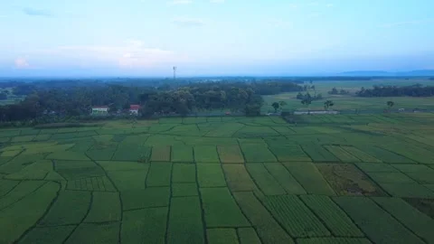 Rice Farming Stock Footage 274698526