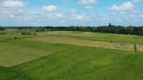 Rice Farming Stock Footage 274698569