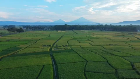 Rice Farming Stock Footage 274698584