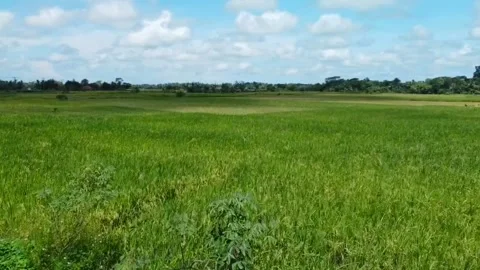 Rice Farming Stock Footage 274699184