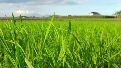 Rice farming Video stock 308392206