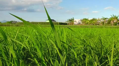 Rice farming Video stock 308392330
