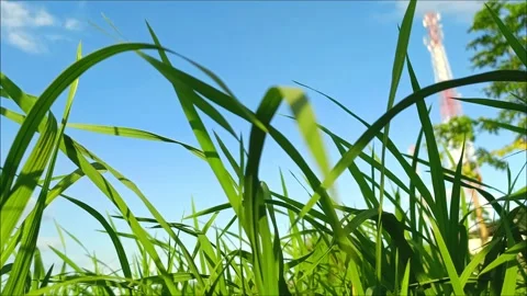 Rice farming Video stock 308392377