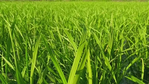 Rice farming Video stock 308392380