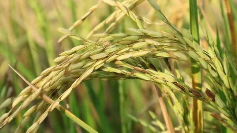 Rice farming Stock Footage 339471410
