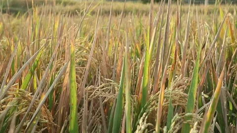Rice farming Vídeos de archivo 340234994