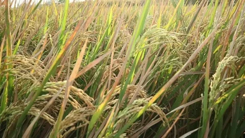 Rice farming Stock Footage 340234996