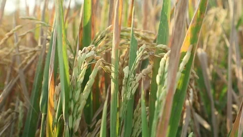 Rice farming Stock Footage 340235010