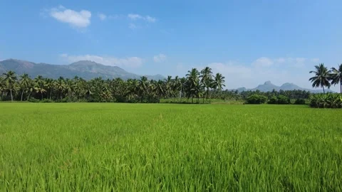 Rice farming, green paddy fields in Kanyakumari district, Tamil Nadu Stock Footage 229476350