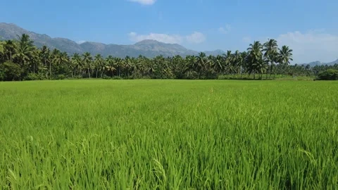 Rice farming, green paddy fields in Kanyakumari district, Tamil Nadu Stock Footage 229476584