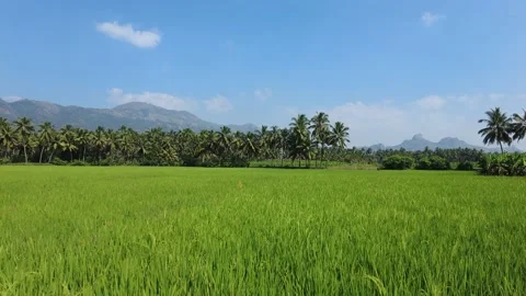 Rice farming, green paddy fields in Kanyakumari district, Tamil Nadu Stock Footage 229477164