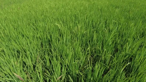 Rice farming, green paddy fields in Kanyakumari district, Tamil Nadu Stock Footage 229477564