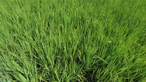 Rice farming, green paddy fields in Kanyakumari district, Tamil Nadu Stock Footage 229478013