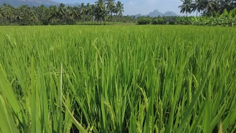 Rice farming, green paddy fields in Kanyakumari district, Tamil Nadu Stock Footage 229478485