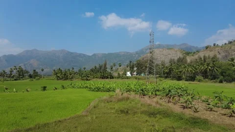 Rice farming, green paddy fields in Kanyakumari district, Tamil Nadu Stock Footage 229478659