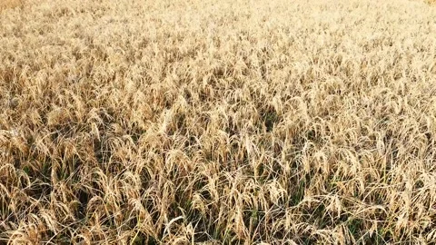 Rice farmland low angle view and rice harvest season Stock Footage 222812975