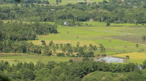 Rice farms Video stock 11401351