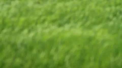 Rice farms Stock Footage 11544641