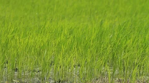 Rice farms Vídeo Stock 11551894