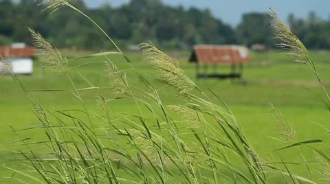 Rice farms Stock Footage 11660200