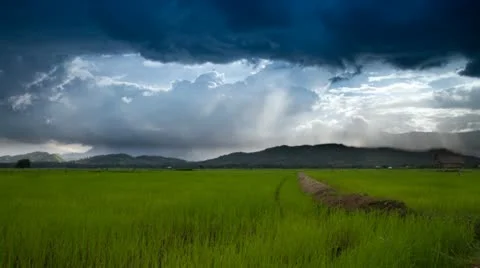 Rice farms 스톡 동영상 11688567