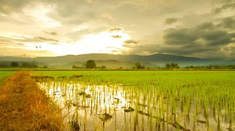 Rice farms Video stock 11693431