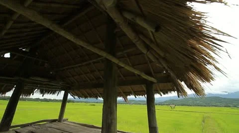 Rice farms 库存影片 11700823