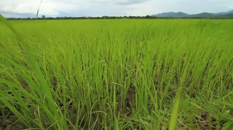 Rice farms Stock Footage 11703419