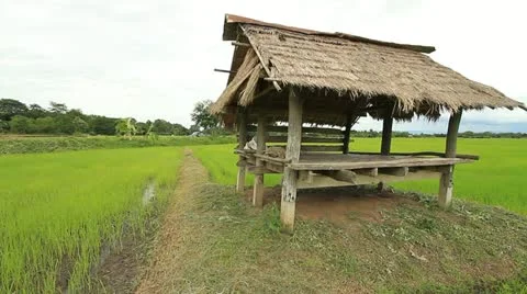 Rice farms Vídeo Stock 11705104