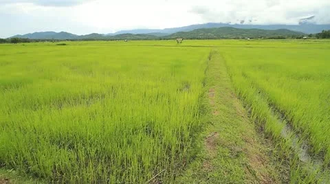 Rice farms Video stock 11706495