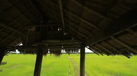 Rice farms Stock Footage 11708205