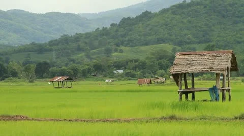 Rice farms 動画素材 11709003