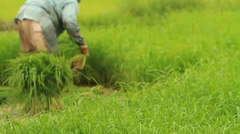 Rice farms Stock Footage 11753167