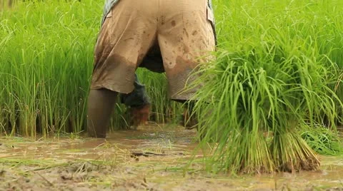 Rice farms Stock Footage 11806440