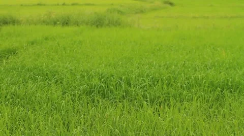 Rice farms Stock Footage 11815051