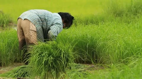 Rice farms Stock Footage 11815977