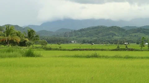 Rice farms 動画素材 11816701