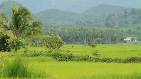 Rice farms Stock Footage 11817762