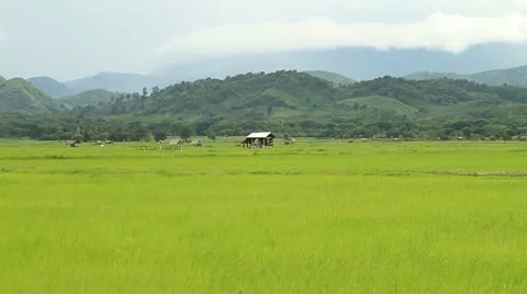 Rice farms Stock Footage 11818033