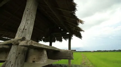 Rice farms Stock Footage 11818325