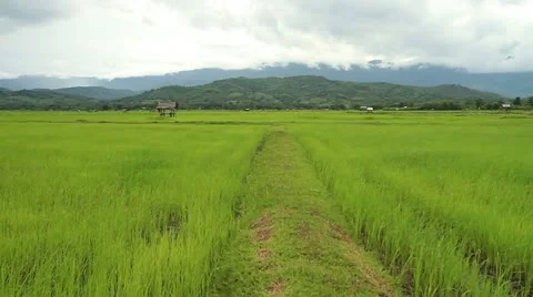 Rice farms Stock Footage 11819667