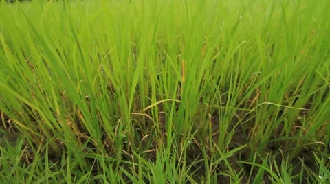 Rice farms 库存影片 11858080