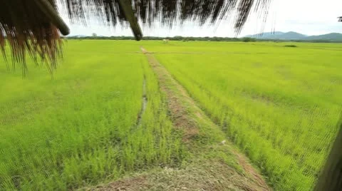 Rice farms Stock Footage 11861707