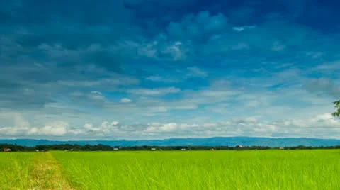 Rice farms Stock Footage 11889616