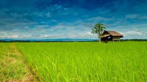 Rice farms Video stock 11889889