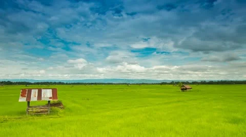 Rice farms Stock Footage 11890426