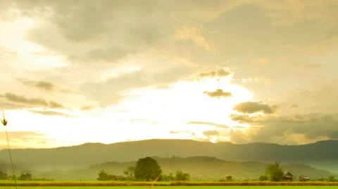 Rice farms Stock Footage 11890592