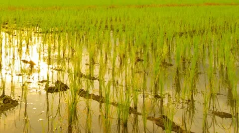Rice farms Stock Footage 11890853